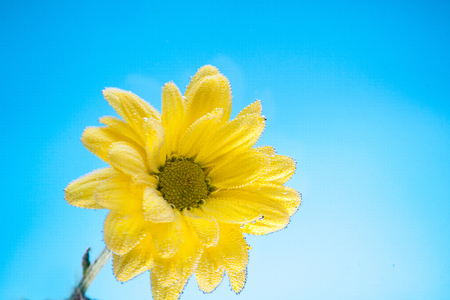 Yellow flowers of chrysanthemum on blue sky background for postcards and lettersの写真素材