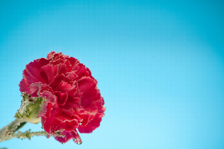 Red carnation flowers on a blue sky background for cards and lettersの写真素材