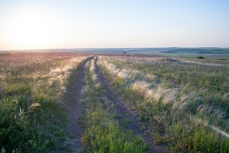 Flowering steppe field wild flowers at sunset in warm sunlight wildlifeの写真素材
