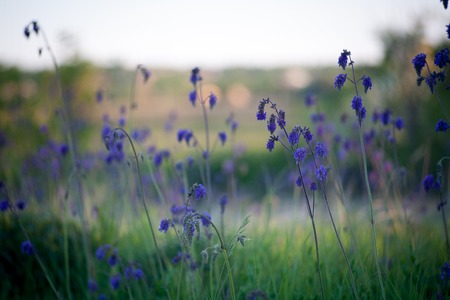 Flowering steppe field wild flowers at sunset in warm sunlight wildlifeの写真素材