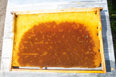 Background texture and pattern of a section of wax honeycomb from a bee hive filled with golden honey in a full frame viewの写真素材