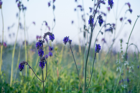 Flowering steppe field wild flowers at sunset in warm sunlight wildlifeの写真素材