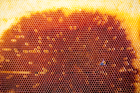 Background texture and pattern of a section of wax honeycomb from a bee hive filled with golden honey in a full frame viewの写真素材