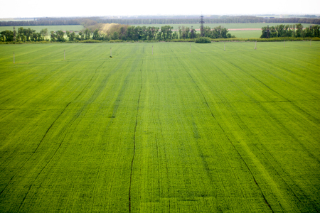 Green meadow under blue sky with clouds Green field bright green young grass wheat barley spring field shoots on the field young grassの写真素材