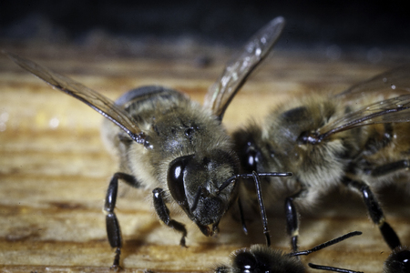 Bees working the carpathian breed close-up on a bee-frame in a beehive on honeycomb with honey of natural colorの写真素材