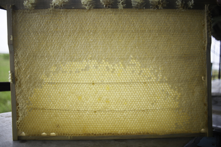 Bee honeycombs of wax in a wooden frame of a beehive full of tasty yellow May honey flower sealed with waxの写真素材