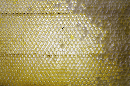 Bee honeycombs of wax in a wooden frame of a beehive full of tasty yellow May honey flower sealed with waxの写真素材