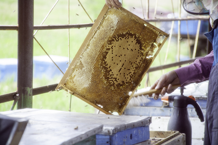 Master beekeeper holding in hands Bee honeycombs of wax in a wooden frame of a beehive full of tasty yellow May honey flower sealed with waxの写真素材