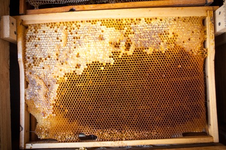 Bee honeycombs of wax in a wooden frame of a beehive full of tasty yellow May honey flower sealed with waxの写真素材