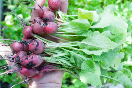 Ripe ripe radish fresh only picked from the garden in the garden in the hands of a man gardenerの写真素材