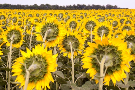 Field of flowering sunflowers bright yellow summer heat sun in each flower of the plant agricultural crops sunflower for obtaining seeds and oilの写真素材