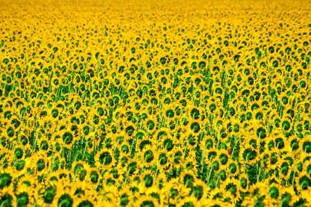 Field of flowering sunflowers bright yellow summer heat sun in each flower of the plant agricultural crops sunflower for obtaining seeds and oilの写真素材
