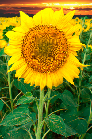 Field of flowering sunflowers bright yellow summer heat sun in each flower of the plant agricultural crops sunflower for obtaining seeds and oilの写真素材