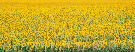 Field of flowering sunflowers bright yellow summer heat sun in each flower of the plant agricultural crops sunflower for obtaining seeds and oilの写真素材