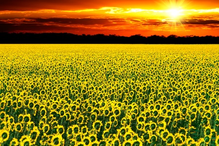 Field of flowering sunflowers bright yellow summer heat sun in each flower of the plant agricultural crops sunflower for obtaining seeds and oilの写真素材