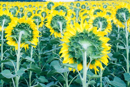 Field of flowering sunflowers bright yellow summer heat sun in each flower of the plant agricultural crops sunflower for obtaining seeds and oilの写真素材