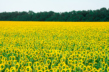 Field of flowering sunflowers bright yellow summer heat sun in each flower of the plant agricultural crops sunflower for obtaining seeds and oilの写真素材