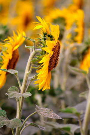 Field of flowering sunflowers bright yellow summer heat sun in each flower of the plant agricultural crops sunflower for obtaining seeds and oilの写真素材