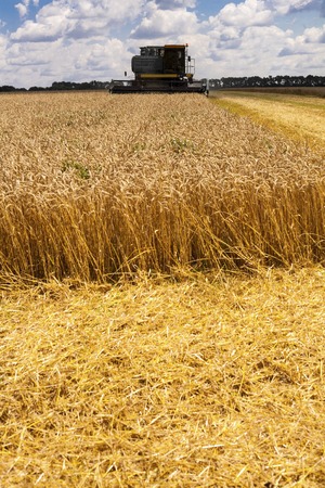 Combine machine is harvesting oats on farm field. combine harvester working on a wheat field....