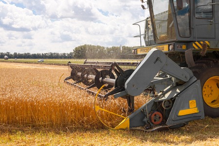 Krasnodar Territory, RUSSIA - July 08 2017 : Harvester machine to harvest wheat field working. Combine harvester agriculture machine harvesting golden ripe wheat field. Agricultureのeditorial素材