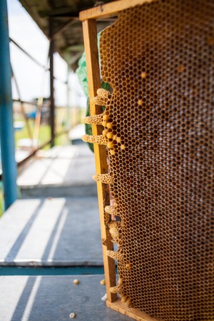 Apis bees mellifera Queen cup or cell of the wax comb from the honey bee Apis melliferaの写真素材