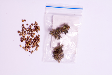 hemp oil in a bubble with marijuana buds and cannabis seedsの写真素材