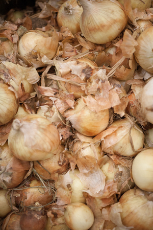 Onion with peel real real onion background on market sale onion top view...の写真素材