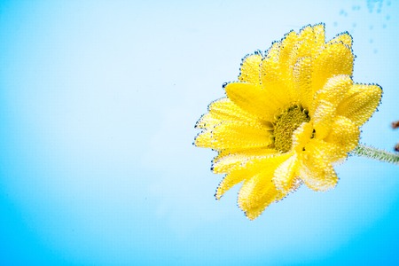 Yellow flowers of chrysanthemum on blue sky background for postcards and lettersの写真素材