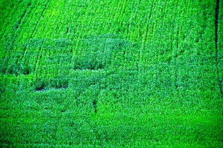 Green meadow under blue sky with clouds Green field bright green young grass wheat barley spring field shoots on the field young grassの写真素材