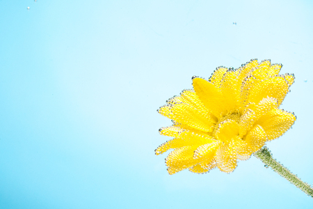 Yellow flowers of chrysanthemum on blue sky background for postcards and lettersの写真素材