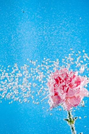 Red carnation flowers on a blue sky background for cards and lettersの写真素材