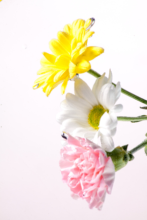 Spring bouquet of beautiful chrysanthemum flowers on a white background for gift cardsの写真素材