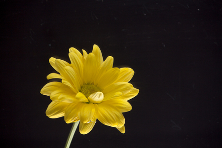 Yellow chrysanthemum flowers on a black background for cards and lettersの写真素材
