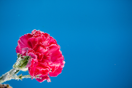 Red carnation flowers on a blue sky background for cards and lettersの写真素材