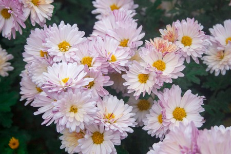 Chrysanthemum wallpaper, chrysanthemums in autumn. Beautiful chrysanthemum as background picture.