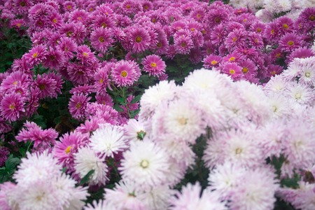 Chrysanthemum wallpaper, chrysanthemums in autumn. Beautiful chrysanthemum as background picture.の写真素材