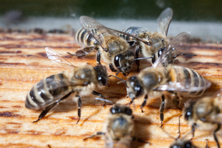 Bees working the carpathian breed close-up on a bee-frame in a beehive on honeycomb with honey of natural colorの写真素材