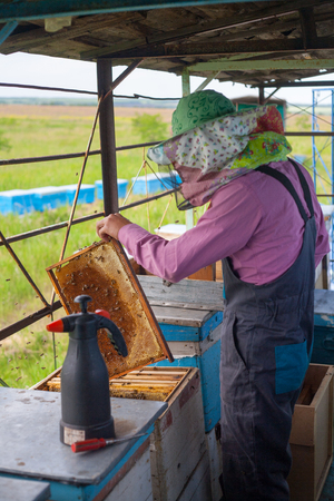A young beekeeper on a beekeeping apiary checks a frame with bees from a beehiveの写真素材