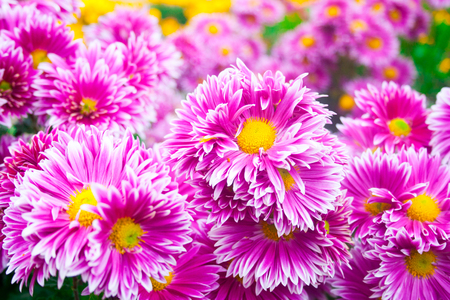 Beautiful lilac pink chrysanthemum as background picture. Chrysanthemum wallpaper, chrysanthemums in autumn.の写真素材