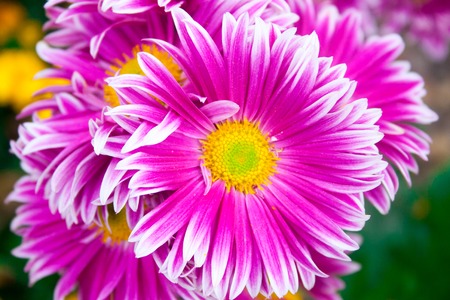 Beautiful lilac pink chrysanthemum as background picture. Chrysanthemum wallpaper, chrysanthemums in autumn.の写真素材