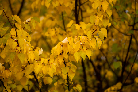 Autumn beech leaves decorate a beautiful nature bokeh background with forestの写真素材