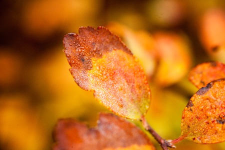 Autumn beech leaves decorate a beautiful nature bokeh background with forestの写真素材