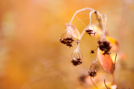 Autumn beech leaves decorate a beautiful nature bokeh background with forestの写真素材