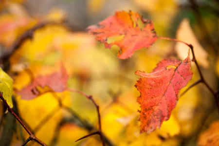 Autumn beech leaves decorate a beautiful nature bokeh background with forestの写真素材