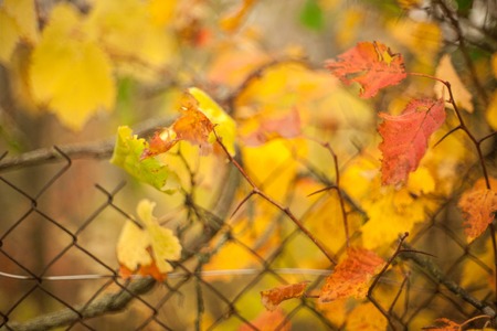 Autumn beech leaves decorate a beautiful nature bokeh background with forestの写真素材