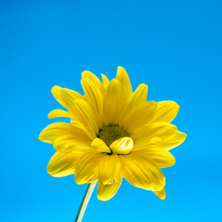 Yellow flowers of chrysanthemum on blue sky background for postcards and lettersの写真素材