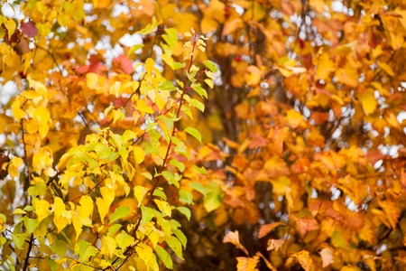 Autumn beech leaves decorate a beautiful nature bokeh background with forestの写真素材