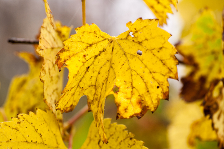 Autumn beech leaves decorate a beautiful nature bokeh background with forestの写真素材