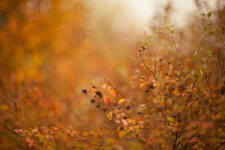 Autumn beech leaves decorate a beautiful nature bokeh background with forestの写真素材