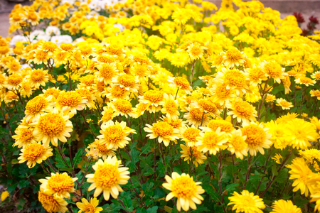 orange and yellow chrysanthemums. Chrysanthemum wallpaper, chrysanthemums in autumn. Beautiful chrysanthemum as background picture.の写真素材